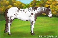 Horse Color:Liver Chestnut Tobiano Frame 