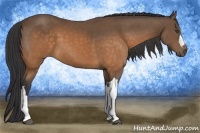 Horse Color:Buckskin 