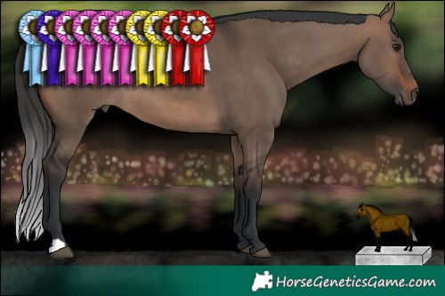 Horse Color:Brown Dun 