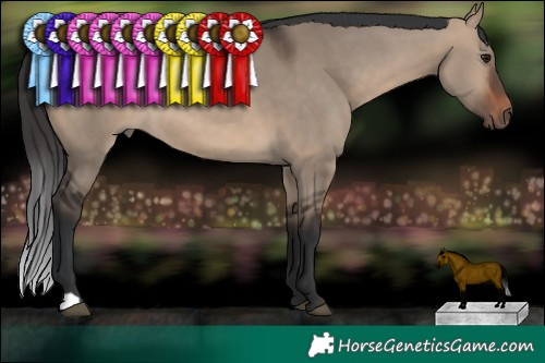 Horse Color:Brown Dun 