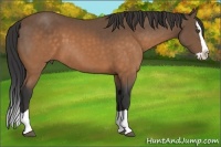Horse Color:Buckskin Splash 