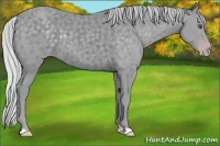 Horse Color:Silver Classic Champagne Chinchilla 
