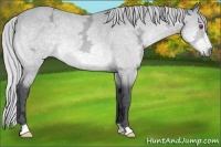 Horse Color:Silver Bay Chinchilla Ice Rabicano 