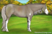 Horse Color:Silver Grullo Sabino 