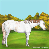 Horse Color:Classic Champagne Pearl Sabino 