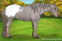Horse Color:Liver Chestnut Appaloosa
