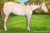 Horse Color:Buckskin Pearl Dun 