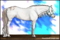 Horse Color:White Spotted Liver Chestnut Pearl Appaloosa 