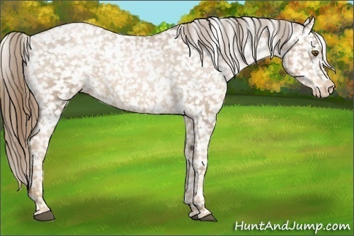 Horse Color:White Spotted Liver Chestnut Pearl Appaloosa 