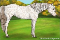 Horse Color:White Spotted Liver Chestnut Pearl Appaloosa 