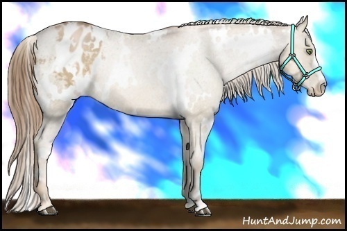 Horse Color:White Spotted Liver Chestnut Pearl Varnish