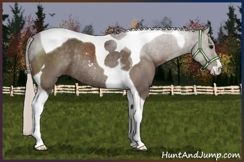 Horse Color:Silver Black Sabino Tobiano Rabicano 