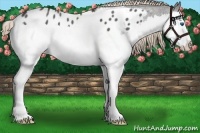 Horse Color:Liver Red Roan Sabino Splash Near Leopard 