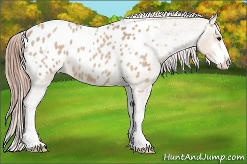 Horse Color:Red Dun Roan Sabino Appaloosa 