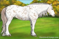 Horse Color:Red Dun Roan Sabino Appaloosa 