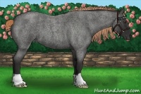 Horse Color:Liver Red Roan