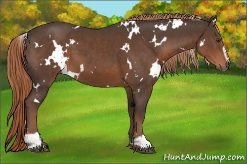 Horse Color:White Spotted Liver Chestnut Sabino
