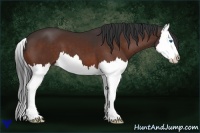 Horse Color:Bay Splash 