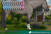 Horse Color:Grullo 