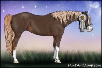 Horse Color:Liver Chestnut Sabino