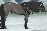 Horse Color:Grullo 