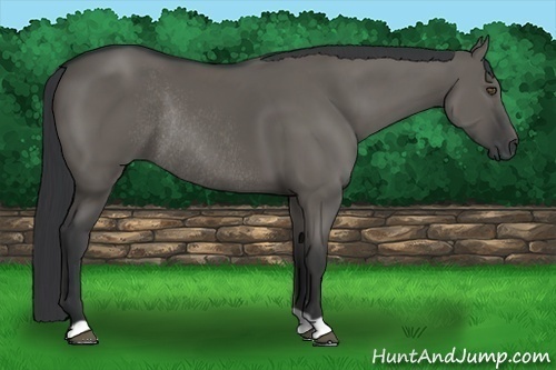 Horse Color:Grullo Rabicano 