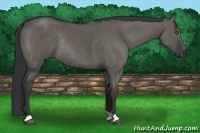 Horse Color:Grullo Rabicano 