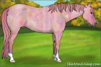 Horse Color:Nacre Watercolor Red Roan