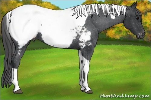 Horse Color:Black Tobiano Snowcap 