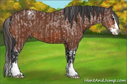 Horse Color:Bay Splash Appaloosa  and Bay Splash 