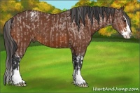 Horse Color:Bay Splash Appaloosa  and Bay Splash 