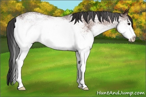 Horse Color:White Spotted Bay Sabino 