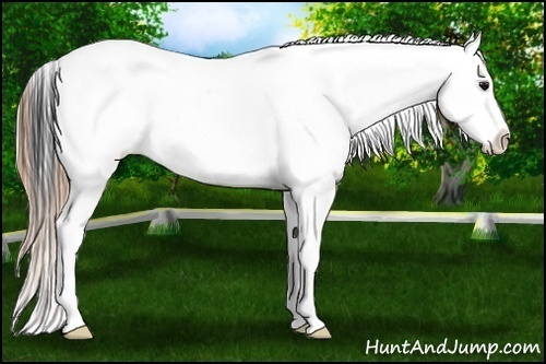 Horse Color:Buckskin Leopard Rabicano 