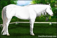 Horse Color:Buckskin Leopard Rabicano 