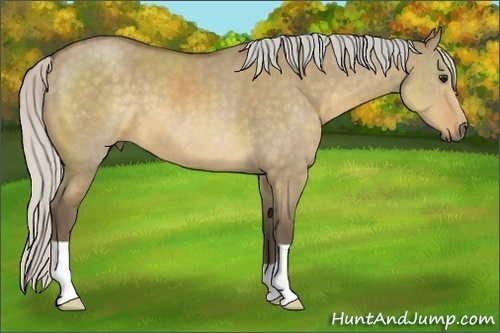 Horse Color:Silver Buckskin Dun 