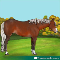 Horse Color:Silver Brown
