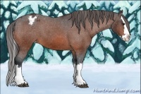 Horse Color:Bay Sabino Splash Appaloosa