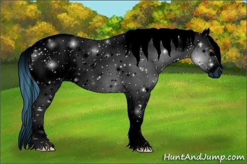 Horse Color:ERROR: UNKNOWN ANOMALY