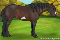 Horse Color:Bay Frame 