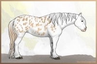 Horse Color:Buckskin Blanket 