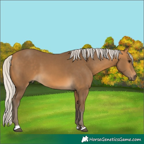 Horse Color:Silver Buckskin 