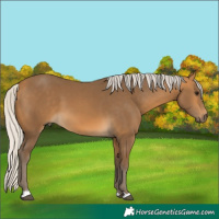 Horse Color:Silver Buckskin 