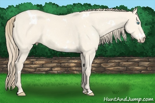 Horse Color:White Spotted Perlino Dun 