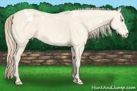 Horse Color:White Spotted Perlino Dun 