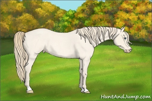 Horse Color:Perlino Roan