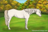 Horse Color:Perlino Roan 