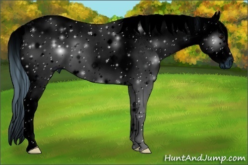 Horse Color:ERROR: UNKNOWN ANOMALY