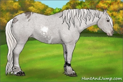 Horse Color:White Spotted Silver Black Blanket 