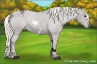 Horse Color:White Spotted Silver Black Appaloosa 