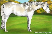 Horse Color:White Spotted Liver Red Onyx Splash 